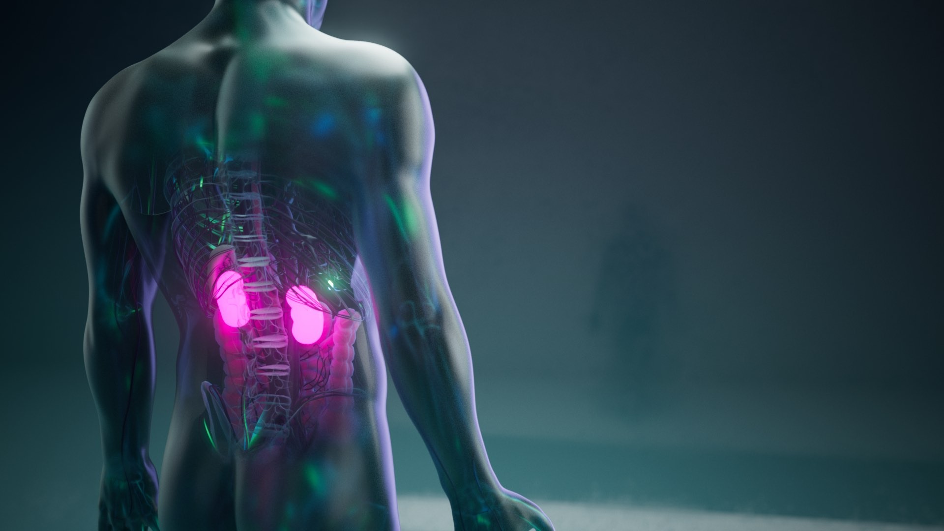 3d animation of Transparent body where kidneys are fluorescent pink.jpg